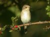 Spotted Flycatcher at Gunners Park (Steve Arlow) (52285 bytes)